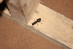 Camponotus obscuripes