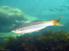 Dinolestes lewini