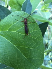 Necydalis laevicollis