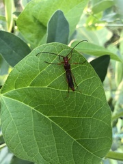 Necydalis laevicollis