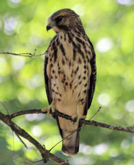 Buteo platypterus