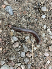 Narceus americanus