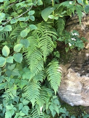 Oreopteris quelpartensis