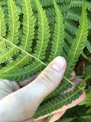 Oreopteris quelpartensis