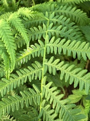 Oreopteris quelpartensis