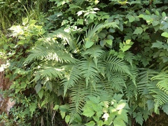 Oreopteris quelpartensis