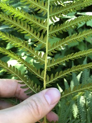 Oreopteris quelpartensis