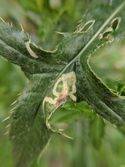 Phytomyza syngenesiae group