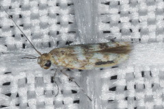 Nepticuloidea