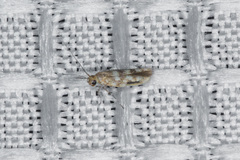 Nepticuloidea