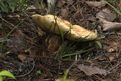 Boletus quercophilus