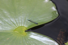 Paracercion calamorum