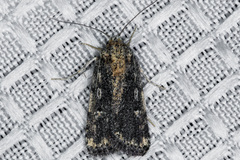 Fotella notalis
