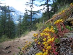 Sedum oreganum tenue