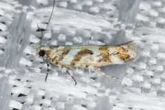 Aristotelia devexella