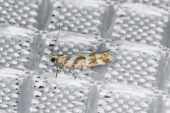 Aristotelia devexella