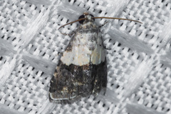 Tripudia dimidata