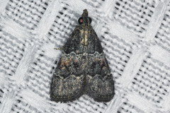 Satole ligniperdalis