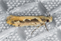 Ornativalva erubescens