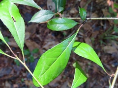 Ilex longipes