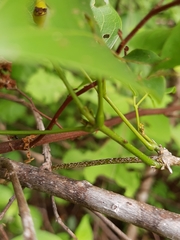 Adenocalymma inundatum