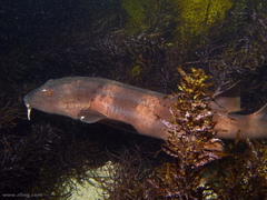 Brachaelurus waddi