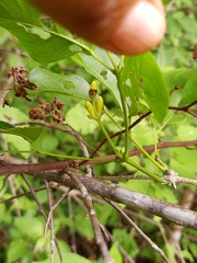 Adenocalymma inundatum