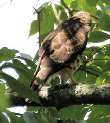 Buteo platypterus
