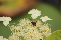 Volucella jeddona