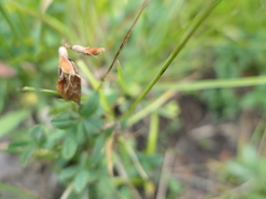 Trifolium brandegeei
