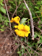 Adenocalymma inundatum