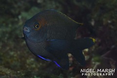 Plectroglyphidodon apicalis