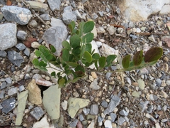 Pseudosmodingium virletii