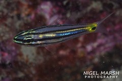 Cheilodipterus isostigma