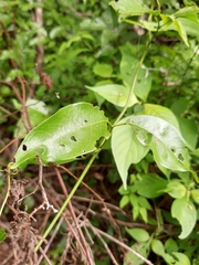 Adenocalymma inundatum