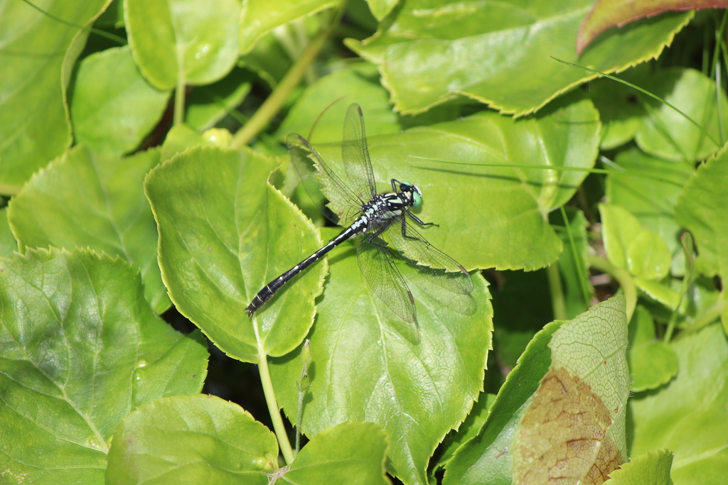 Trigomphus melampus