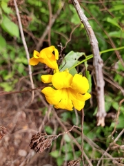 Adenocalymma inundatum