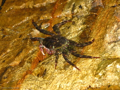 Cyclograpsus audouinii