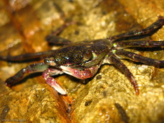 Cyclograpsus audouinii