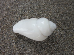 Gibberulus gibberulus