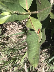Tetraopes melanurus