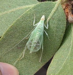 Oecanthus rileyi