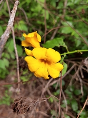 Adenocalymma inundatum