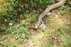 Elaphe quadrivirgata