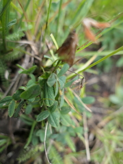 Trifolium brandegeei