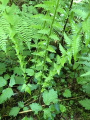 Oreopteris quelpartensis