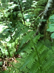 Oreopteris quelpartensis