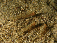 Istigobius hoesei
