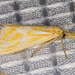 Hemiplatytes epia - Photo (c) BJ Stacey, some rights reserved (CC BY-NC), uploaded by BJ Stacey