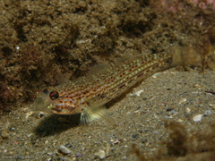 Istigobius hoesei